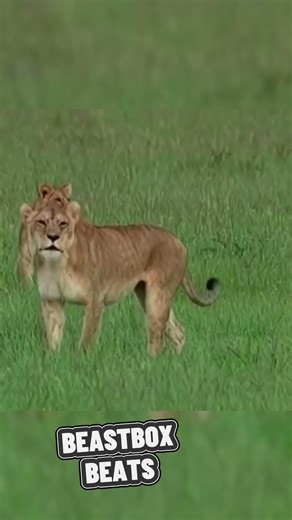 These Animals Have Some SERIOUS Skills! 🎧 (Ultimate Beatbox Compilation)