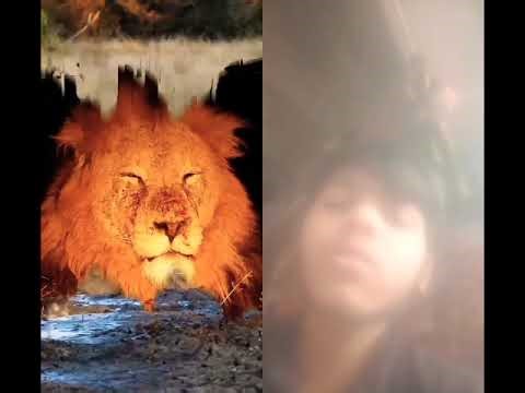 the lion king #wildliferescue #facts #animalfacts #lion #king #trending #shorts #lionhead #animalave