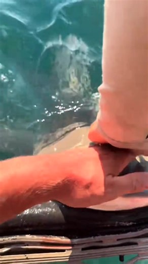 Exploring the Australia 🌏 #fishingarrett #queensland #northernterritory #wildlifephotography #taipan #python #adventure #steveirwin #travel #yoink | Fishingarratt