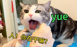 社牛小猫热情接客，没想到是来戳它嗓子的白大褂！