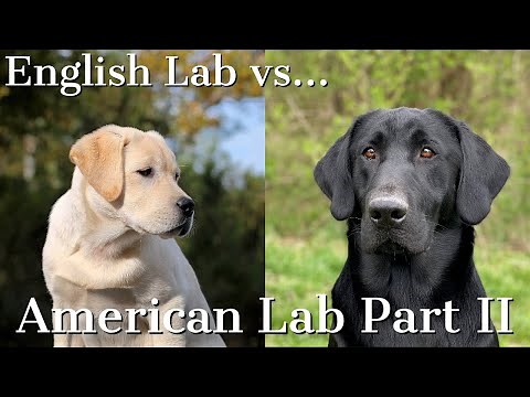 English vs American Labrador Retrievers Part 2