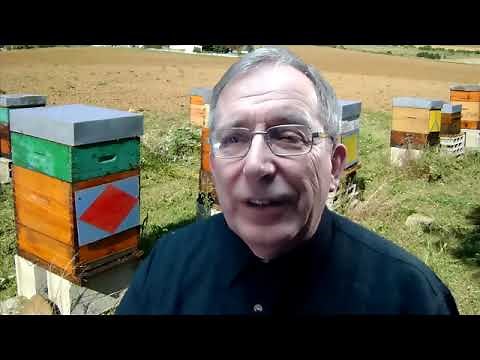 Beekeeping: How to have healthy bees: prophylaxis