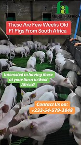 Start Your Pig Farm With The Right Genetics! We are currently sourcing the best breeds of Duroc, Large White and Landrace pigs from South Africa. Get in touch to be a part!! #semanhyiafarms #farminginafrica #livestock #pig #livestock #duroc #breeding #pregnant #largewhite #landrace | Farming In Africa