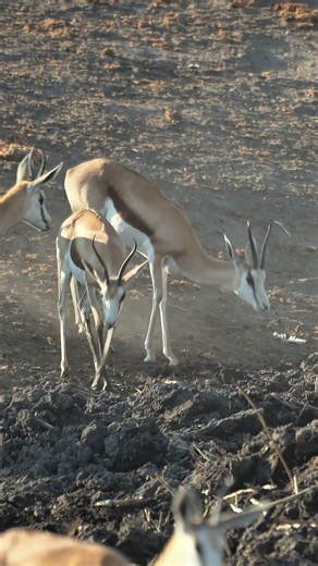 Springbok in the Etosha National Park, Namibia.