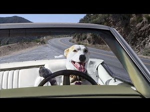 2019 | 14 الكاميرا الخفية الحلقة