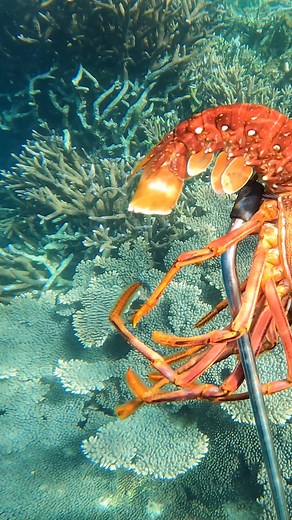 CRAYFISH CATCH AND COOK | Field Days