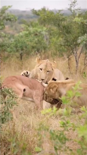 Lion vs Lioness Strength Difference Caught on Camera