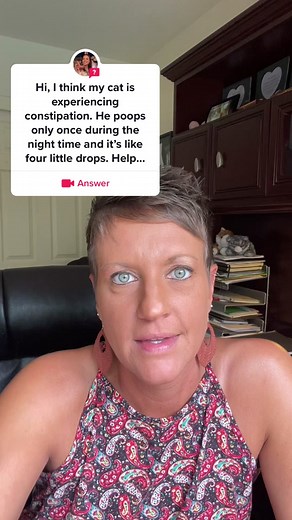 How to Tell If Your Kitten Is Constipated