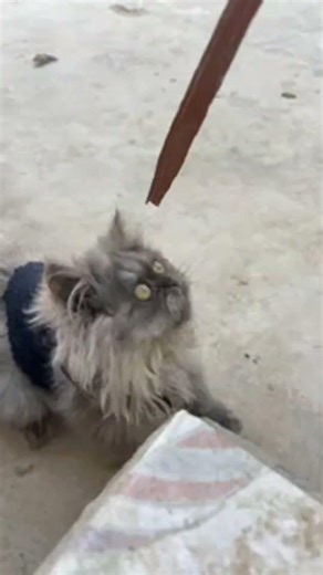 Milo Cute Moments | Live highlight