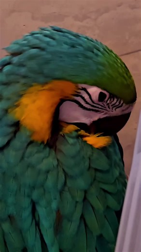 baby macaw,self care #tropicalavianoasisandrescue #funny #cute #macaw