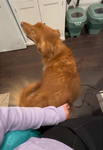 Golden Retriever Dance Compilation: Adorable Moves