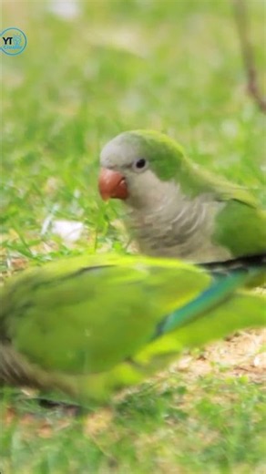 Bird Chirping Sleep Sounds for Ultimate Relaxation || Sleep Sounds