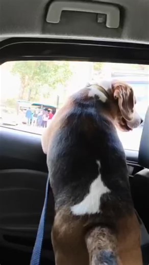 Lokiiiii✨ on Instagram: "When Loki started speaking😁"