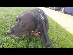 Up close to Labrador going potty Day 203
