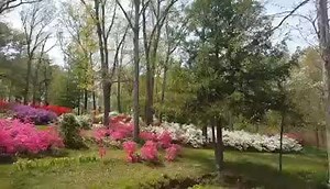 The azaleas at Pinecrest Azalea Gardens are in full swing! Here is a peek at what the colorful Oak Ridge garden looked like this afternoon. | Southeast Missourian