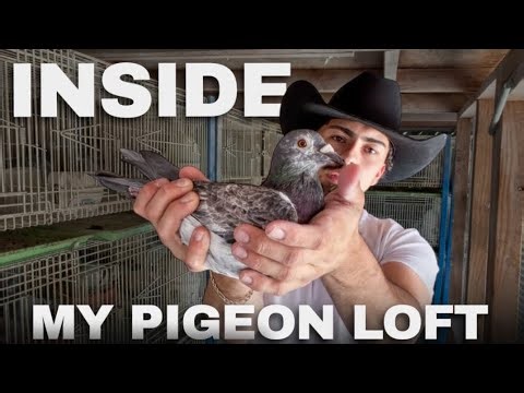 What’s REALLY Going On Inside My Pigeon Loft…