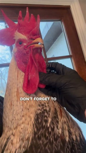 Vaseline for the winter 🥴 #chickensofyoutube #rooster #roosters #helpmemakethismakesense