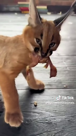 Understanding Caracal Kitten Behavior: Hissing vs. Meowing