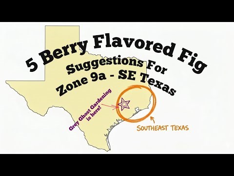 Five Berry Figs that THRIVE in SE Texas