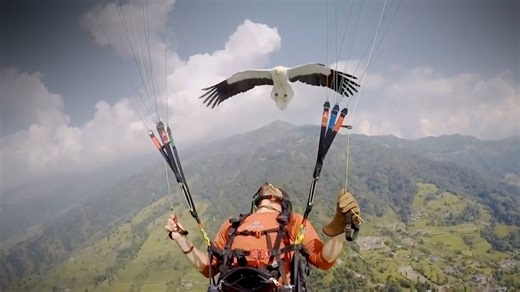 Así es el 'Parahawking', la sorprendente práctica que combina el parapente y la cetrería