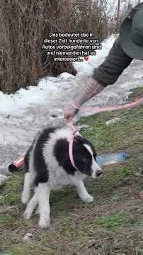 Mission Leben retten 🫡 #savethedogsbih #rescueddogs #pleasehelp #animalrescue #rescuelife