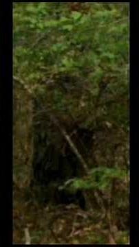 Cryptid Creatures and their abilities