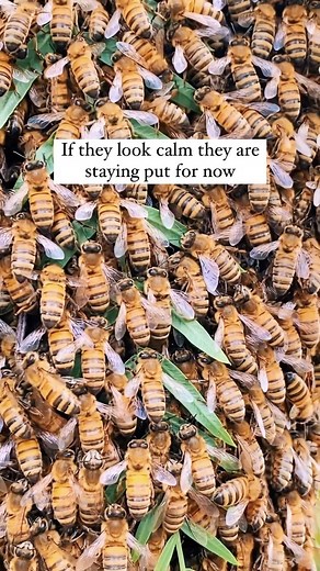 I’m teaching a swarm class this Saturday on zoom! This will be a super in depth class 3-4 hours long. It will be recorded if you cannot attend live. I’m going to talk about all the cool behaviors that lead up to swarming and then the actual event. Plus, I’ll cover how to catch a swarm using different methods and in different scenarios and how to lure a swarm. Swarms are my fav and I’ve got 12 years of experience catching them so I have a lot to say on this subject. Link in my stories and bio. 🐝