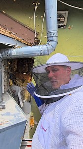 70K views · 789 reactions | I just wrapped up a bee removal in Temple...