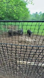 55K views · 805 reactions | Every pig caught = less damage in the world. Every trapper = part of this wild ride. Here’s to YOU for 5 years of Pig Brig.  Drop your favorite catch with #PigBrig5Years — we’ll be sharing them all month. #PigBrig #TrapSmart #FeralHogControl #WildHogRemoval #HogTrapping #LandManagement #WildlifeDamage | Pig Brig Trap Systems | Facebook