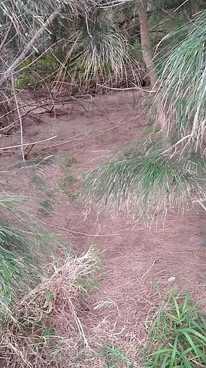 Alien portal discovered, multidimensional, I believe they're going to be deported. This is part one of two documentaries. | Rex Silliman