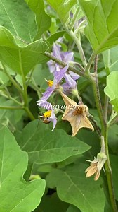 7.6K views · 61 reactions | Field Visit - 28.02.2025 Brinjal  Field Pollination from honey bee  | Udhaya Agri | Facebook