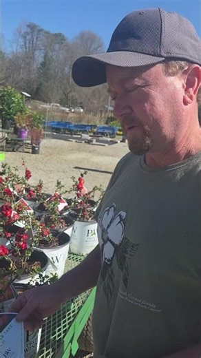 The flowering Quince is great for Georgia & the Carolinas