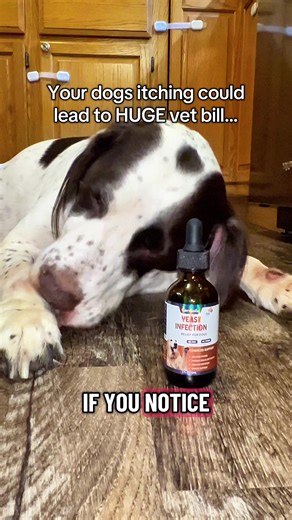 How to Treat Dog Yeast Infections at Home