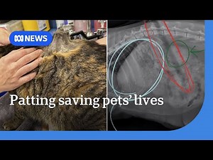 Patting could save your pet's life after owners detect stick embedded in cat's stomach | ABC NEWS