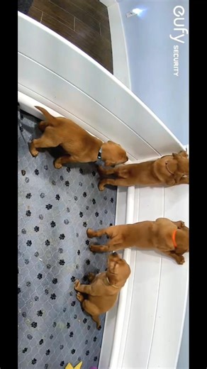 5 week old puppies getting so big! Now standing tall on hind legs in whelping box! Wow #doggielife
