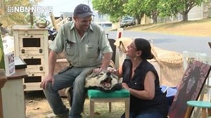 'JAIL' SALE | The signs, which read "Going To Jail Sale" were put up along the Pacific Highway and have gone viral,. Now people all over the world are wanting to know is it for real or a marketing stroke of genius? | NBN Television
