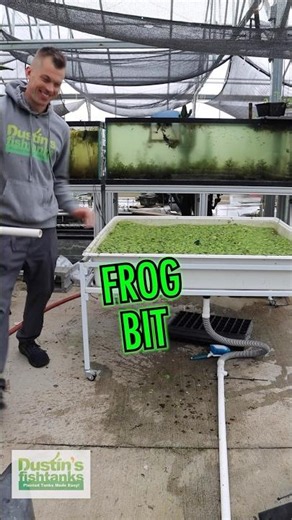 FROG BIT BASIN WATER CHANGE!