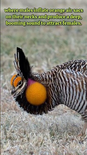 The Fascinating Dance of the Greater Prairie Chicken|Unique Chicken|
