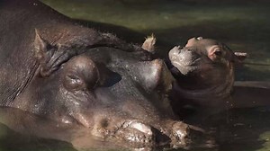21K views · 213 reactions | So cute <3 Baby hippo born at Disney's...