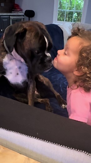 Loveable Boxer Pups Bringing Joy to Your Feed