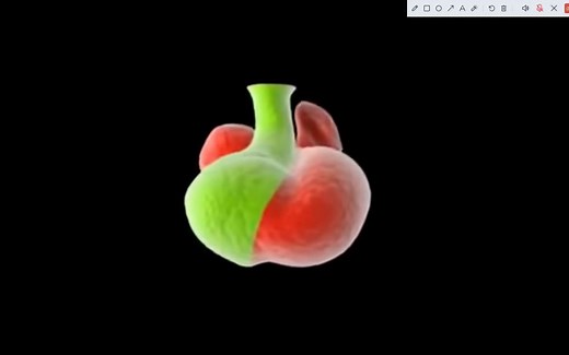 心脏的发生-development of heart_