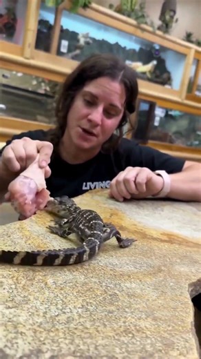 Nature's shocking transformation #wildlifeentertainment #animalevolution #crocodile #animals