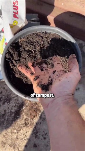 3.2K views · 38 reactions | Potting #tomatoes up is easy and has many benefits! #garden | Jacquesinthe garden | Facebook
