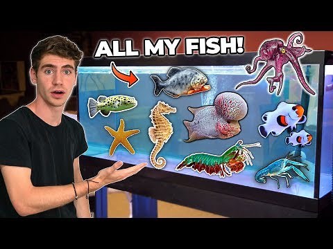 ALL MY FISH & RARE EXOTIC ANIMALS!!! (room tour)