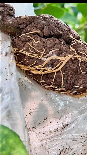 How to Propagate Lime Trees Using Air Layering | No Seeds Used