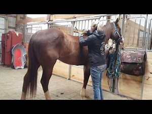 Chiropractic Routine on 4-H Horse - Acupressure -Evaluation