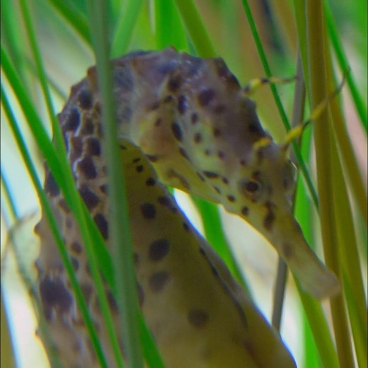 Flipping the script — the male seahorse carries all the babies! #TheAquarium | Animal Planet