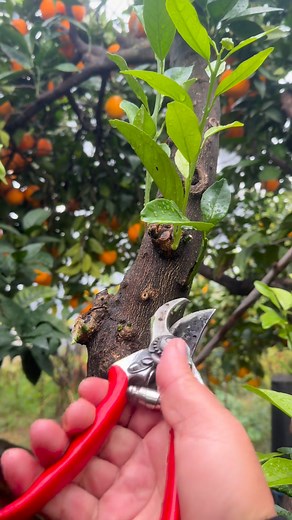611K views · 3K reactions | removing young orange shoots | Garden Roses Tahiri | Facebook