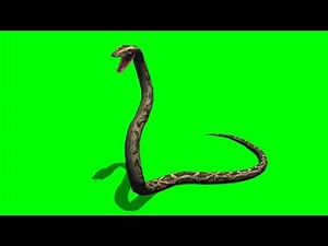 python snake attack - green screen
