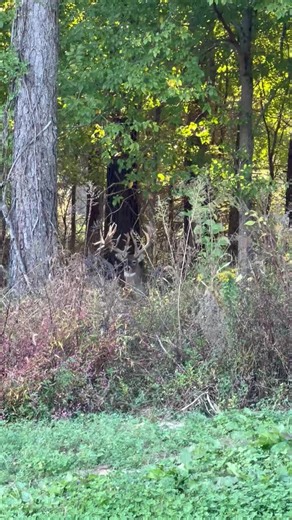 300 plus inch giant | Cedar Ridge Whitetails